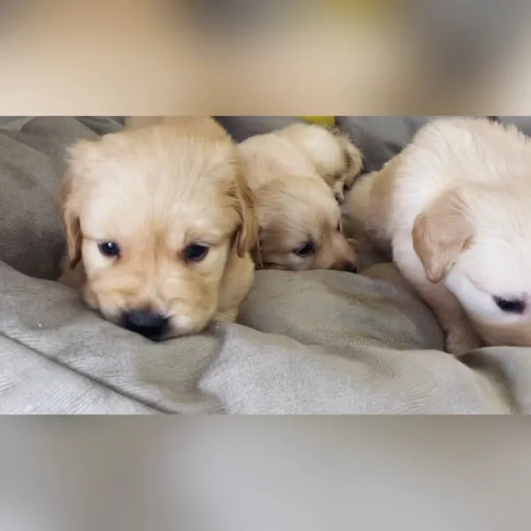 İce Petshop Sümerler Şube foto 2
