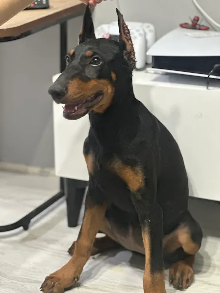 Doberman çiftliği (İstanbul/kocaeli) foto 1