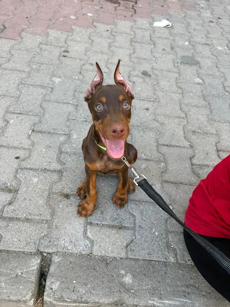 Doberman çiftliği (İstanbul/kocaeli) foto 2