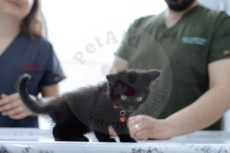 PetAid Veteriner Kliniği foto 1
