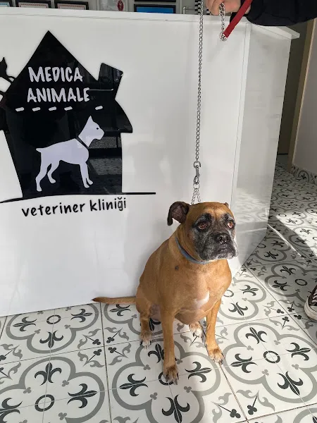 Medica Animale Veteriner Kliniği foto 2