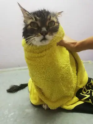 Pan-vet Veteriner Kliniği