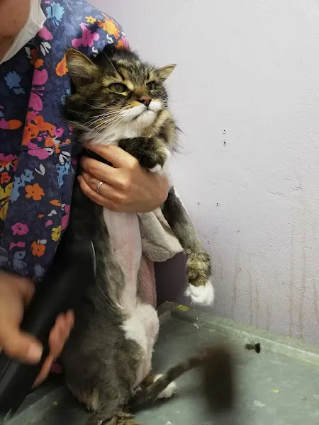Pan-vet Veteriner Kliniği foto 2