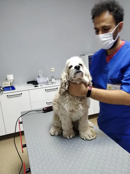 Alvin Veteriner Kliniği foto 2