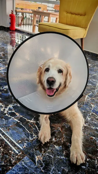 Kheiron Veteriner Kliniği foto 2
