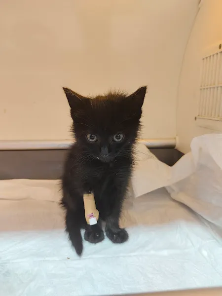 Canberk Baykal Veteriner Kliniği foto 1
