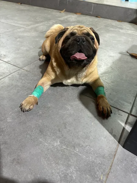 Lupa Veteriner Kliniği foto 2