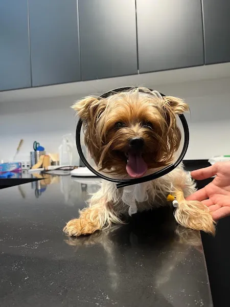 MD Veteriner Kliniği foto 2