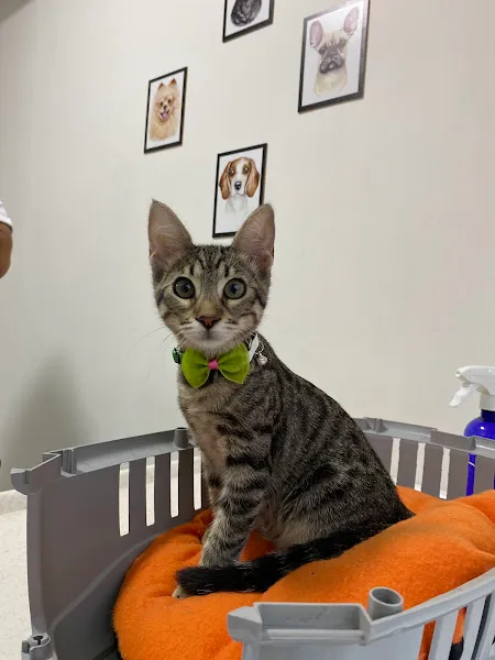 Nergiz Veteriner Kliniği foto 1