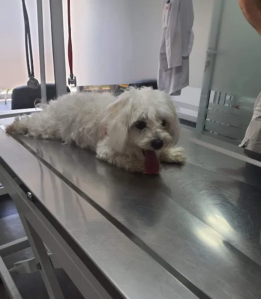 Santa Veteriner Kliniği foto 2