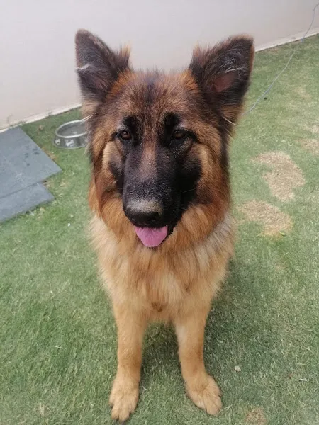 Animacure Veteriner Kliniği foto 2