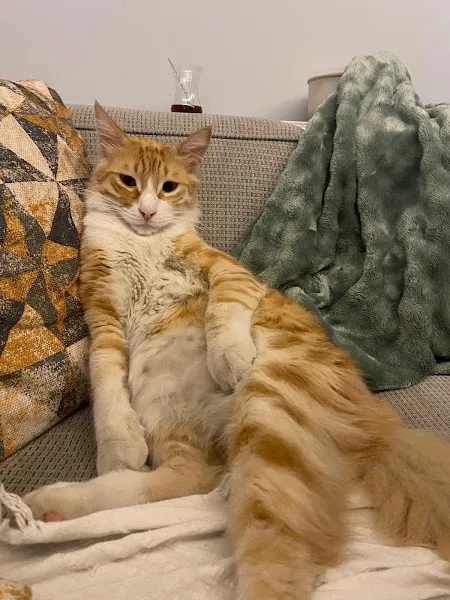 Mordoğan GüzelVet Veteriner Kliniği foto 2