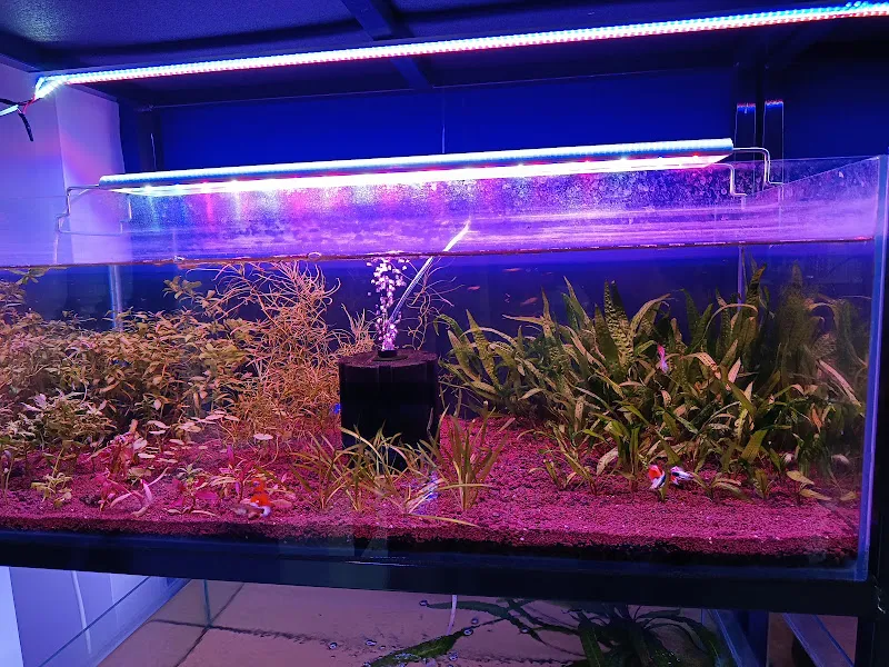 Kardinal Akvaryum & Petshop foto 2