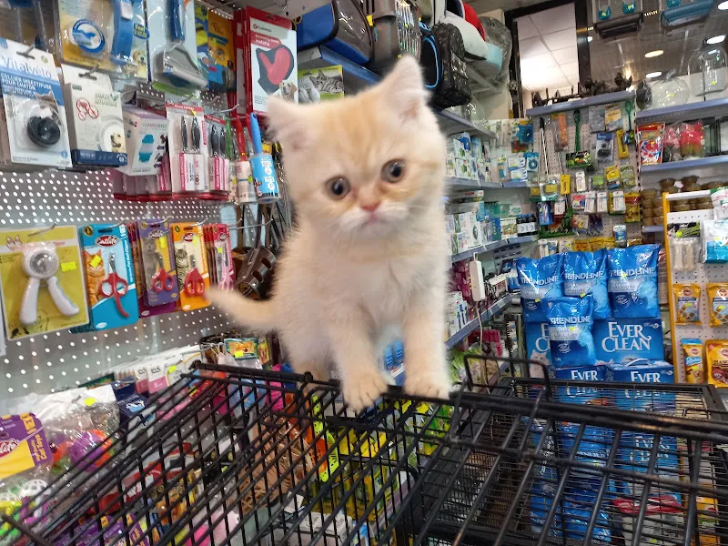 Kanka petshop foto 2