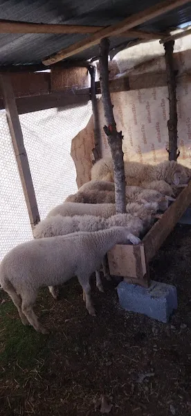 GÜLKENT HAYVANCILIK KÜÇÜK BAŞ BÜYÜK BAŞ KURBANLİK VE ADAKLİK foto 2