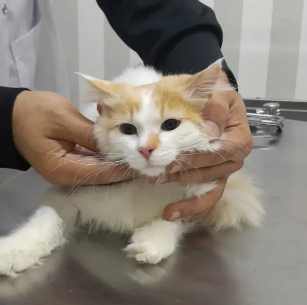 Karşıyaka Elit Veteriner Kliniği foto 1