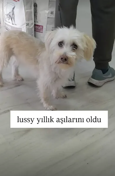 Karşıyaka Elit Veteriner Kliniği foto 2