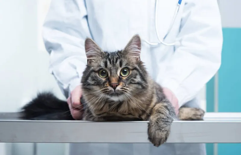 Isparta Davraz Veteriner Kliniği foto 1