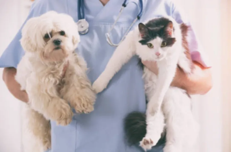 Isparta Davraz Veteriner Kliniği foto 2