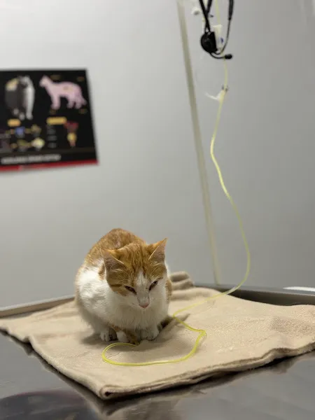 Aris Veteriner Kliniği foto 1