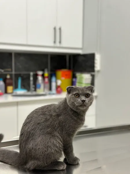 Aris Veteriner Kliniği foto 2