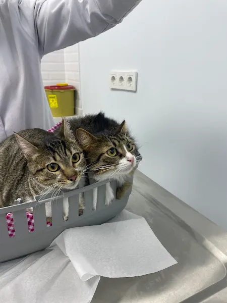 VetSim Veteriner Kliniği foto 1