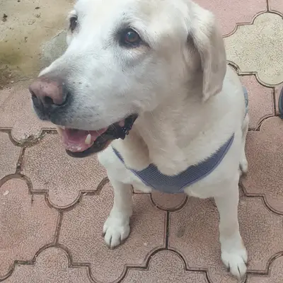 Boğaçayı Veteriner Kliniği