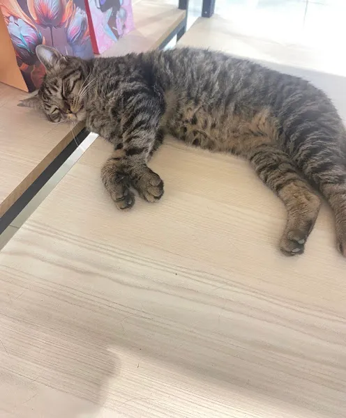 PetKard Veteriner Kliniği foto 2