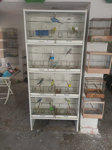 Ayaz kuş ceneti foto 1