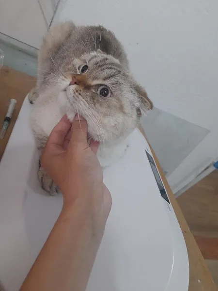 Azat Veteriner Kliniği foto 1