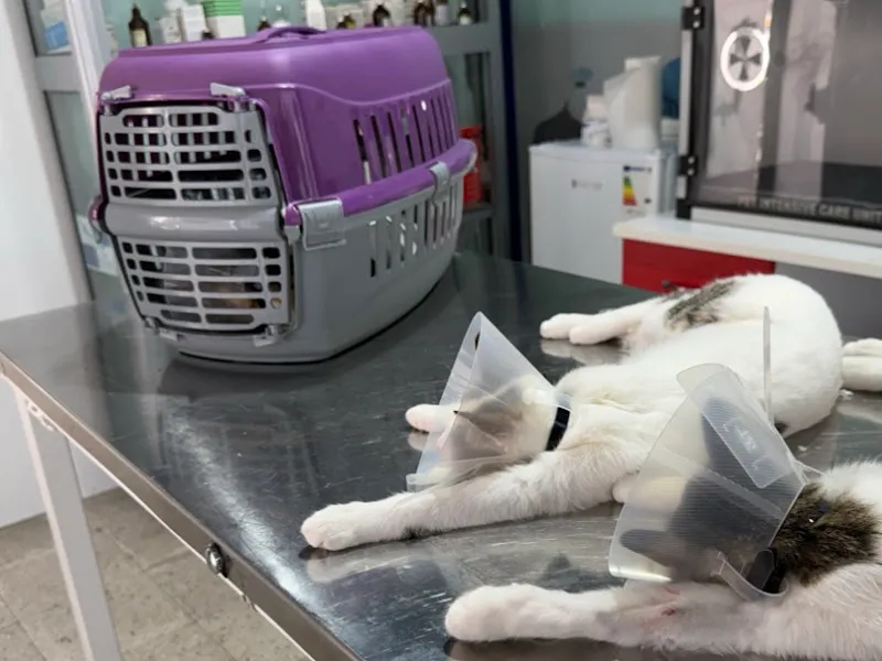 Azat Veteriner Kliniği foto 2