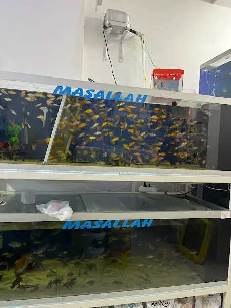 GÖKTEPE PETSHOP foto 2