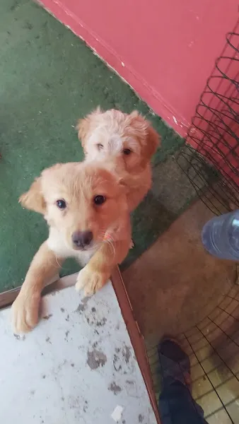 Çığır Pet Shop foto 1