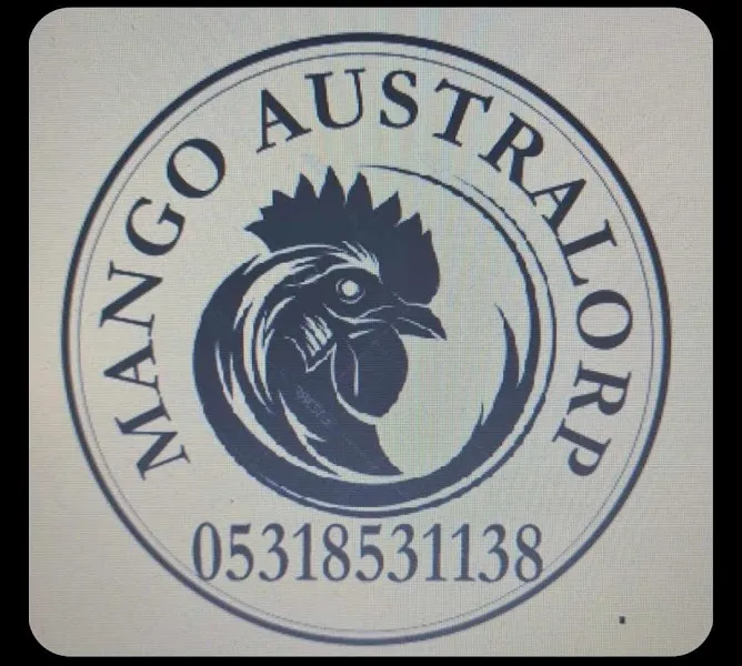 Mango civciv australorps foto 2