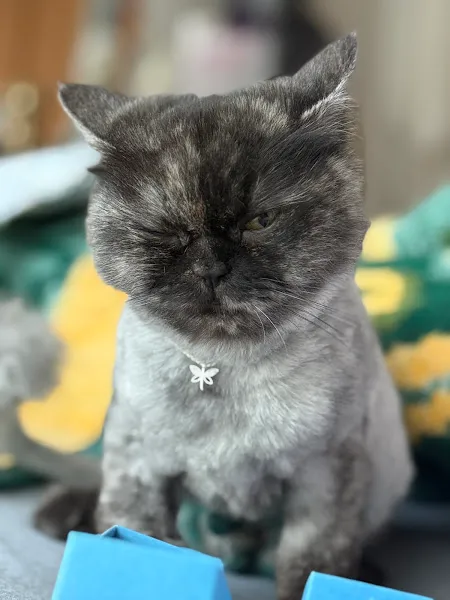 Favori Veteriner Kliniği foto 2