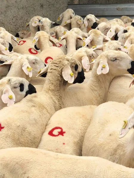 Aras hayvancılık foto 1