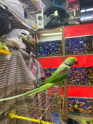 Kemeraltı Pet Paradise