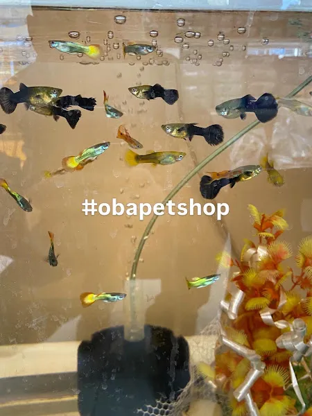 Oba Pet Shop foto 2