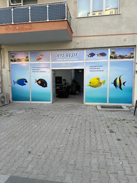 Kys Resif foto 1