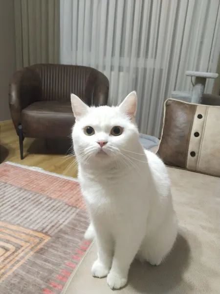 Tatlı Patiler Veteriner Kliniği foto 1