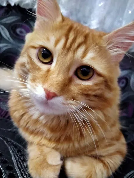 Şenoğlu Veteriner Kliniği foto 1