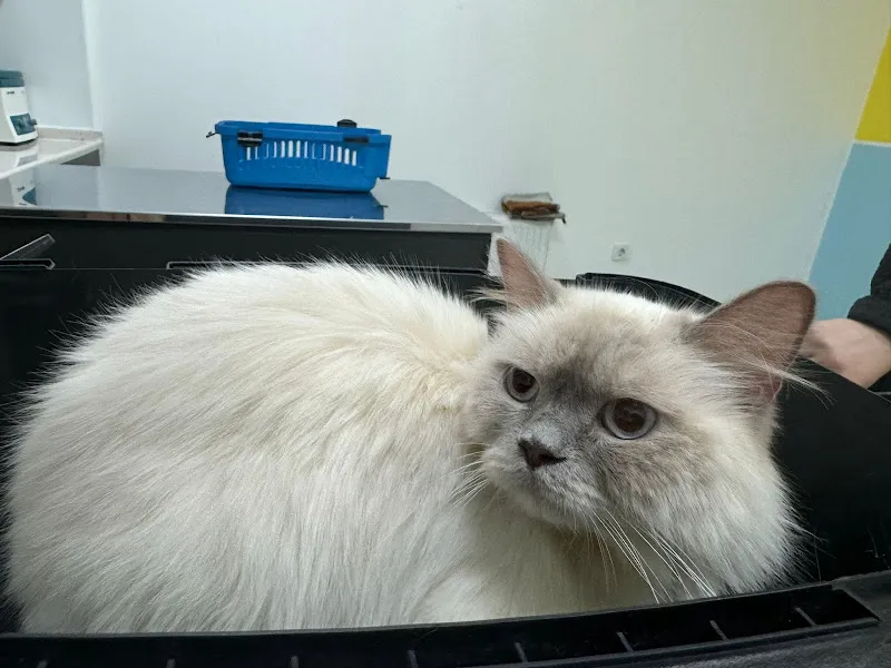 Şenoğlu Veteriner Kliniği foto 2