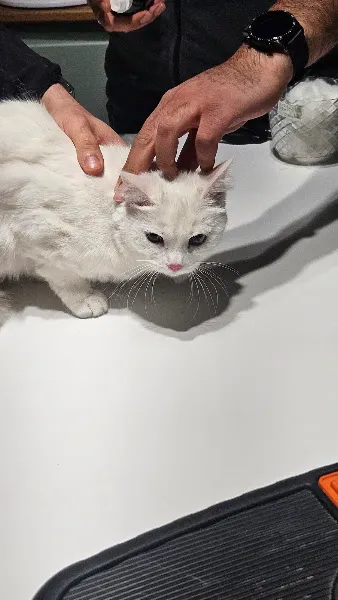 Kartal Veteriner Kliniği Konya foto 2