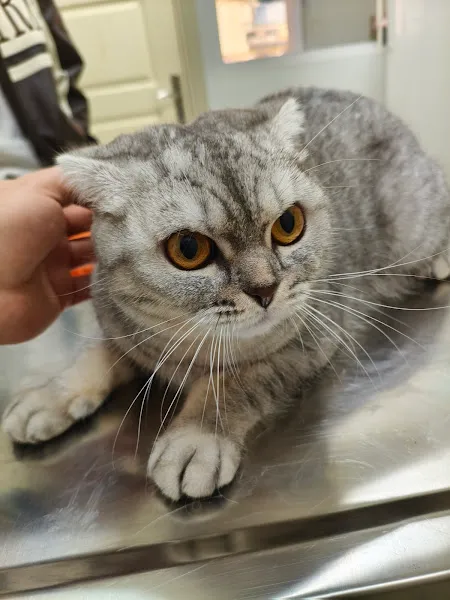 Pozitif Veteriner Kliniği foto 2