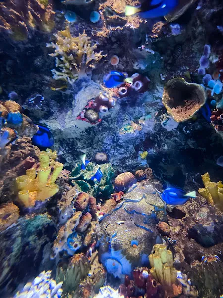 Magic aquarium foto 1