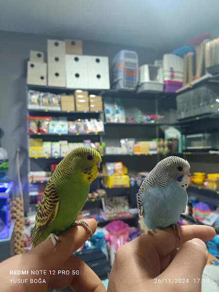 MANİFEST AKVARYUM VE PETSHOP foto 2
