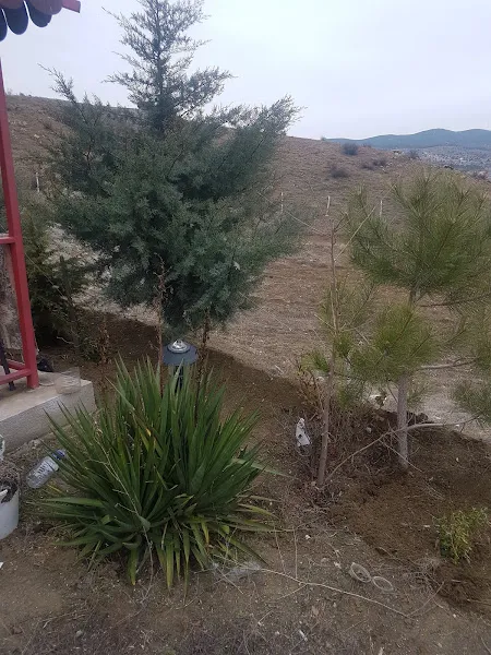 Saban Balci Citligi foto 1