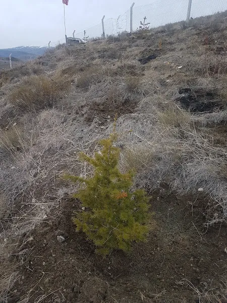 Saban Balci Citligi foto 2