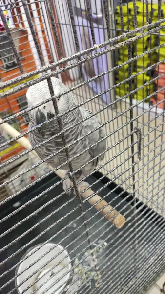 PatiPetShop foto 1
