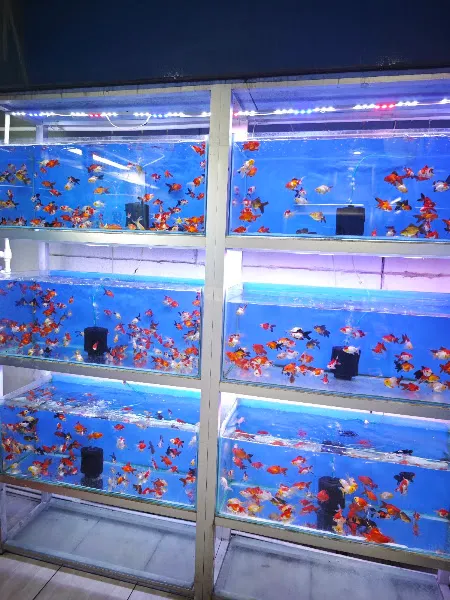 HAKİPET akvaryum & Petshop foto 2